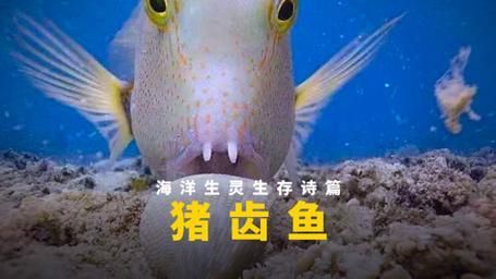 十大智商最高的魚，十大智商最高的魚類智商排名靠前的魚類