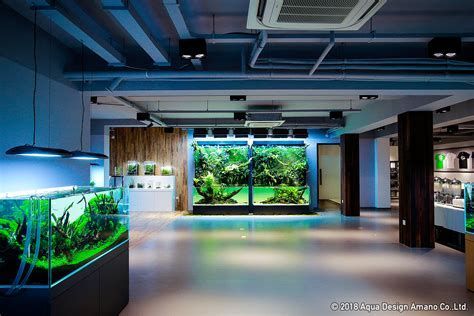新手開龍魚店有哪些常見誤區(qū)？，新手開龍魚店常見誤區(qū)詳解新手開龍魚店常見誤區(qū)詳解