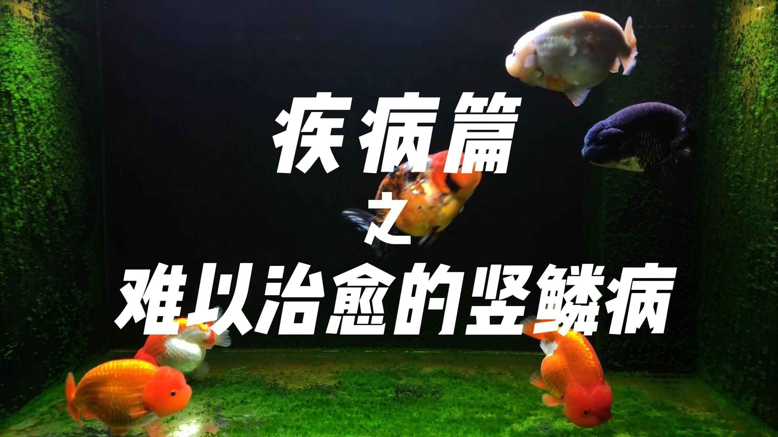 魚豎鱗病能自愈嗎