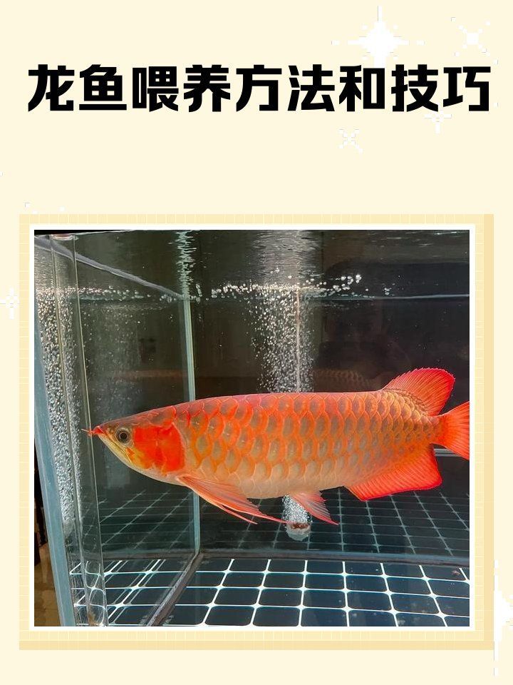 龍魚飼料配方視頻有哪些推薦？，龍魚飼料配方視頻