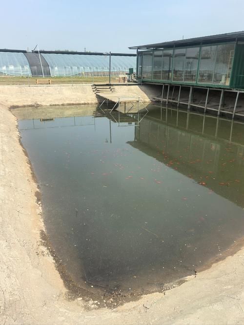 茄子河龍魚的產地環境是怎樣的？，“茄子河龍魚”的產地環境