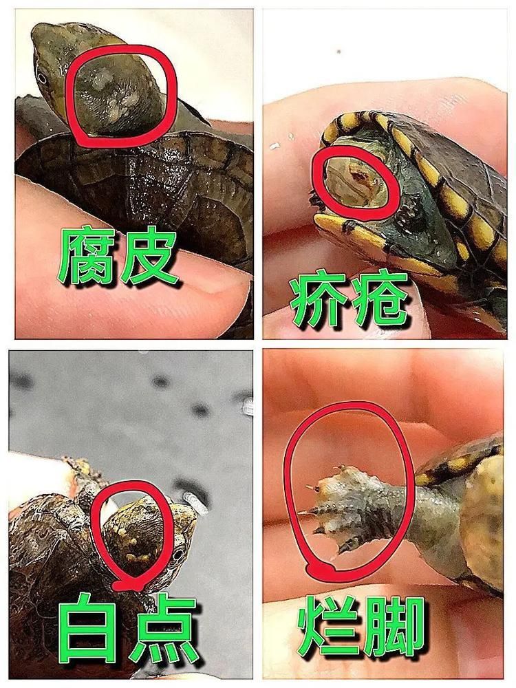 家庭飼養(yǎng)鱉的常見疾病有哪些，家庭飼養(yǎng)鱉的常見疾病有哪些思考完成arxiv論文助手