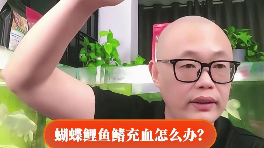 錦鯉充血能自愈嗎，錦鯉充血能自愈嗎,