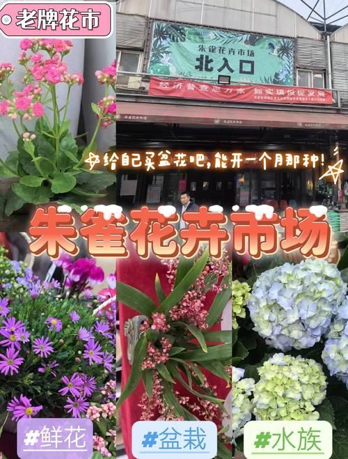 西安龍魚市場哪個最出名？，西安龍魚市場哪個最出名