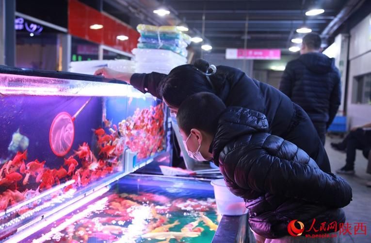 西安龍魚市場哪個最出名？，西安龍魚市場哪個最出名