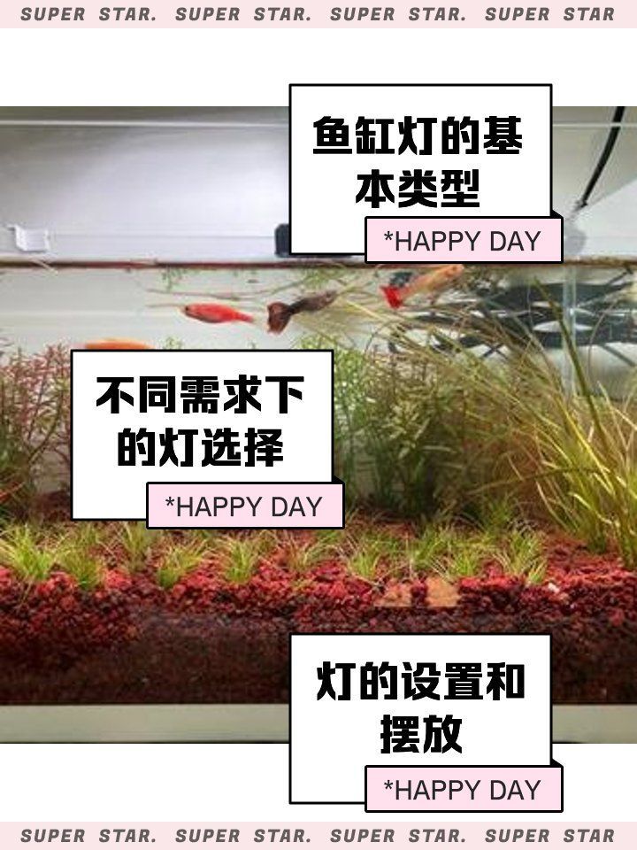 哪些光源適合孔雀魚的水族箱，適合孔雀魚的水族箱光源
