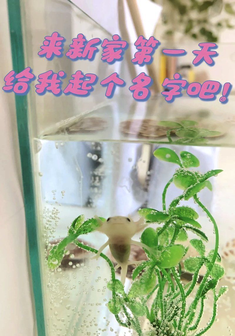 六角龍可以吃什么蔬菜，六角龍吃什么蔬菜