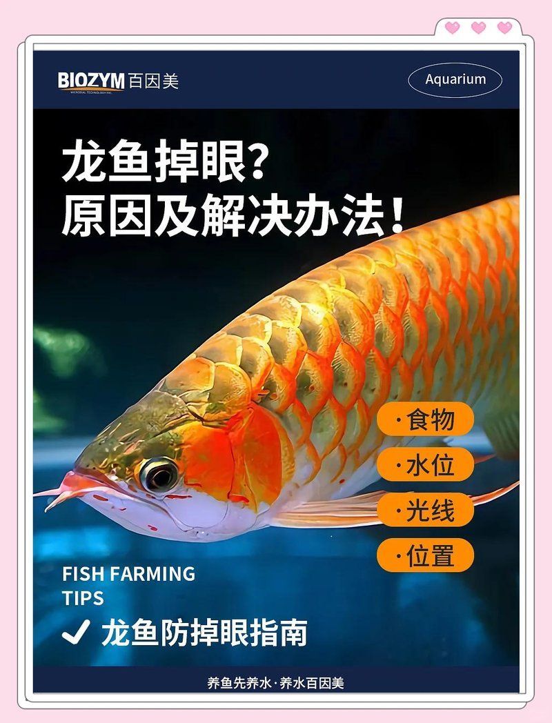 龍魚吃泥鰍多久會掉眼？，龍魚吃泥鰍后多久會掉眼，這個問題取決于多種因素