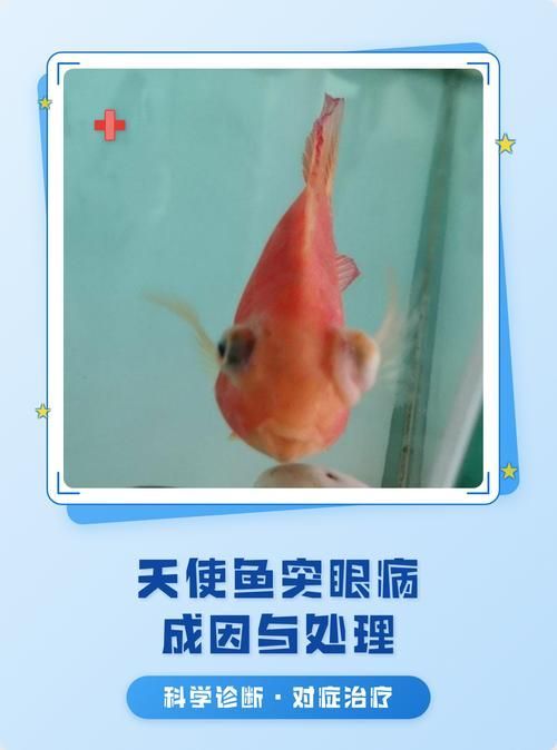 如何預防觀賞魚突眼病，觀賞魚突眼病的預防