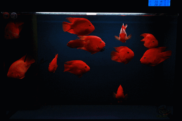 有沒有動態(tài)的紅龍魚壁紙，動態(tài)的紅龍魚壁紙