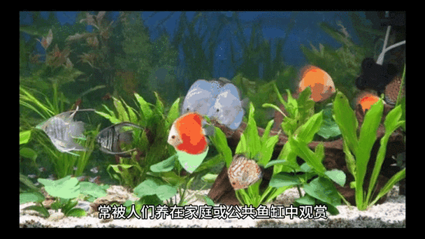 有沒有動態(tài)的紅龍魚壁紙，動態(tài)的紅龍魚壁紙