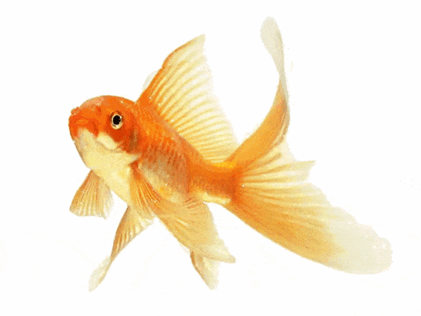 有沒有動態(tài)的紅龍魚壁紙，動態(tài)的紅龍魚壁紙
