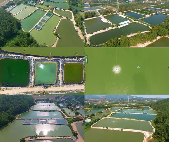 能否提供祥龍魚場在CIPS上的詳細圖片