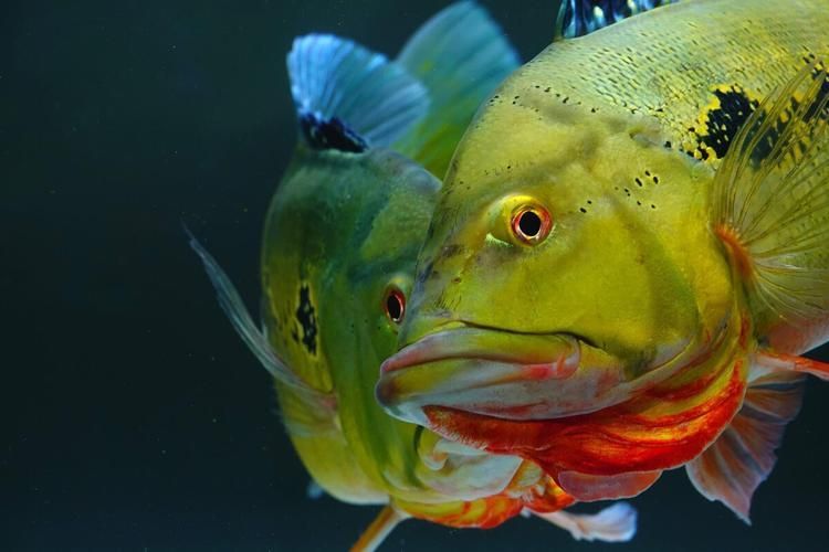 藍(lán)帆眼斑魚和龍魚混養(yǎng)有哪些成功案例，關(guān)于藍(lán)帆眼斑魚和龍魚混養(yǎng)