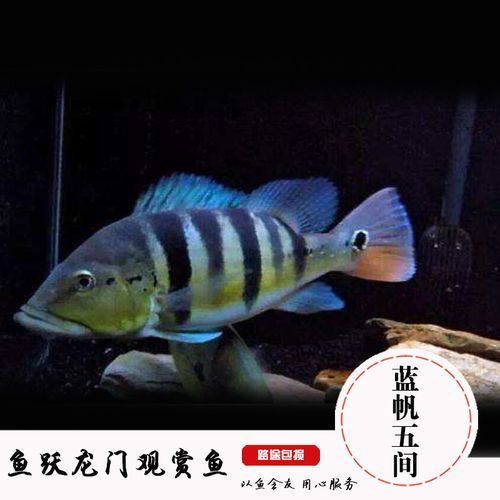 藍(lán)帆眼斑魚和龍魚混養(yǎng)有哪些成功案例，關(guān)于藍(lán)帆眼斑魚和龍魚混養(yǎng)
