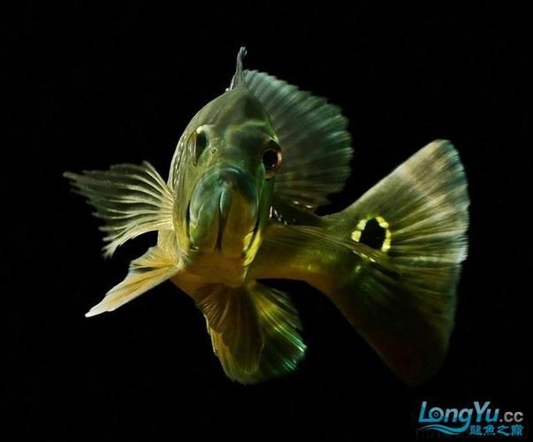 藍(lán)帆眼斑魚和龍魚混養(yǎng)有哪些成功案例，關(guān)于藍(lán)帆眼斑魚和龍魚混養(yǎng)