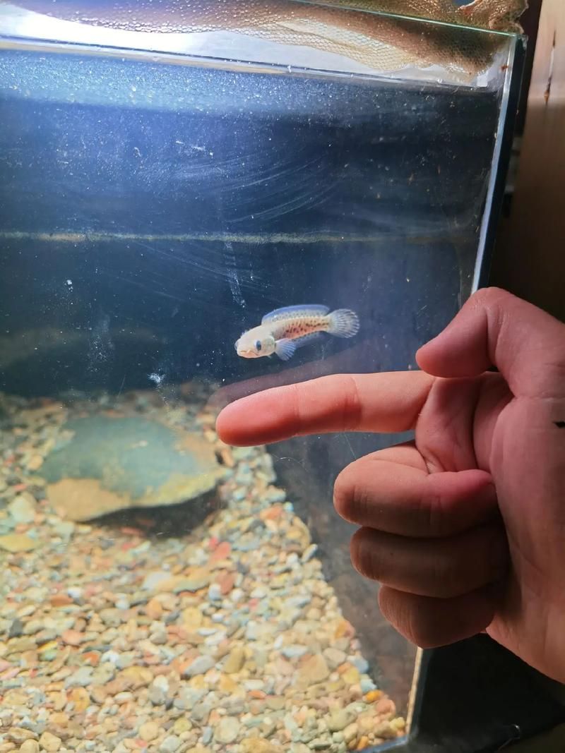 如何辨別鬼王雷龍的品相，鬼王雷龍品相鑒別對于收藏家和古生物學者來說至關重要