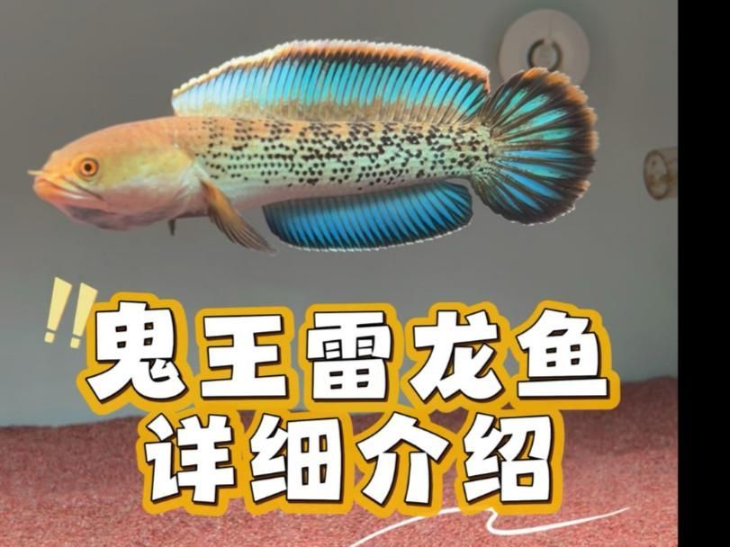 如何辨別鬼王雷龍的品相，鬼王雷龍品相鑒別對于收藏家和古生物學者來說至關重要