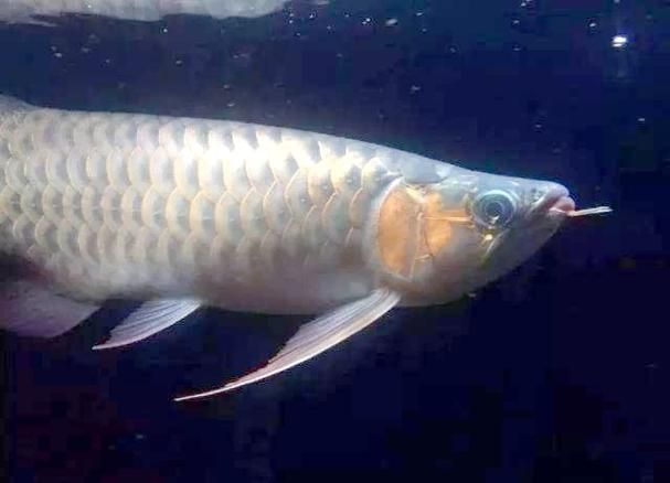 能提供羅湖龍魚的熱門品種圖片嗎，羅湖龍魚熱門品種選購指南，如何辨別羅湖龍魚的真偽