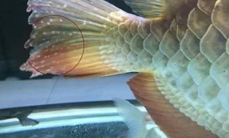 如何判斷過背金龍魚的狀態(tài)，如何判斷過背金龍魚的健康狀態(tài)