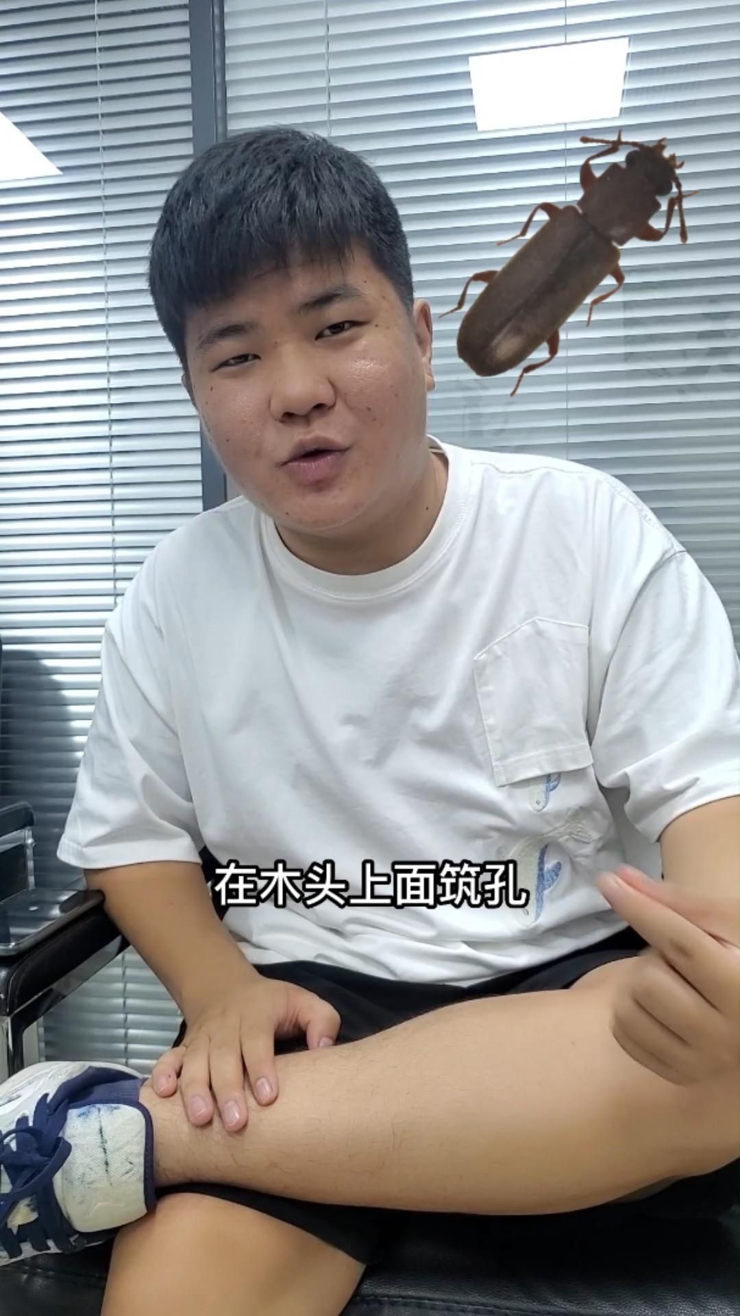 家里出現(xiàn)蠹蟲(chóng)要警惕了，家里出現(xiàn)蠹蟲(chóng)要警惕了，