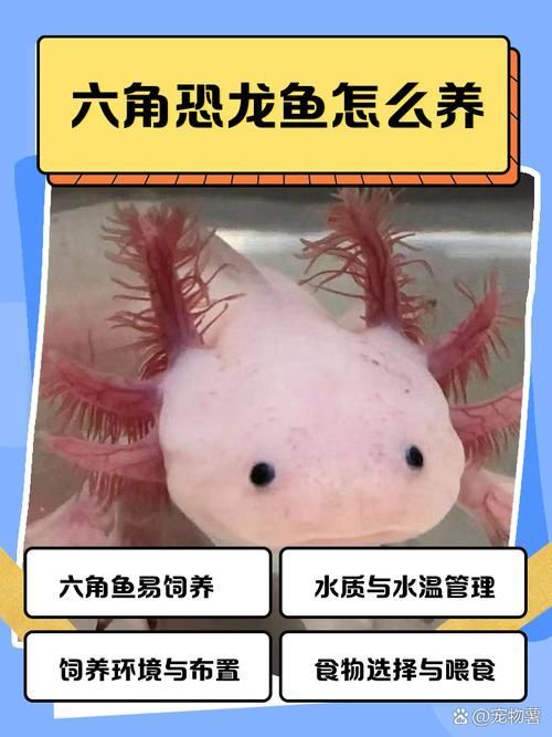 能否提供六角恐龍的生長周期圖，六角恐龍的生長周期圖