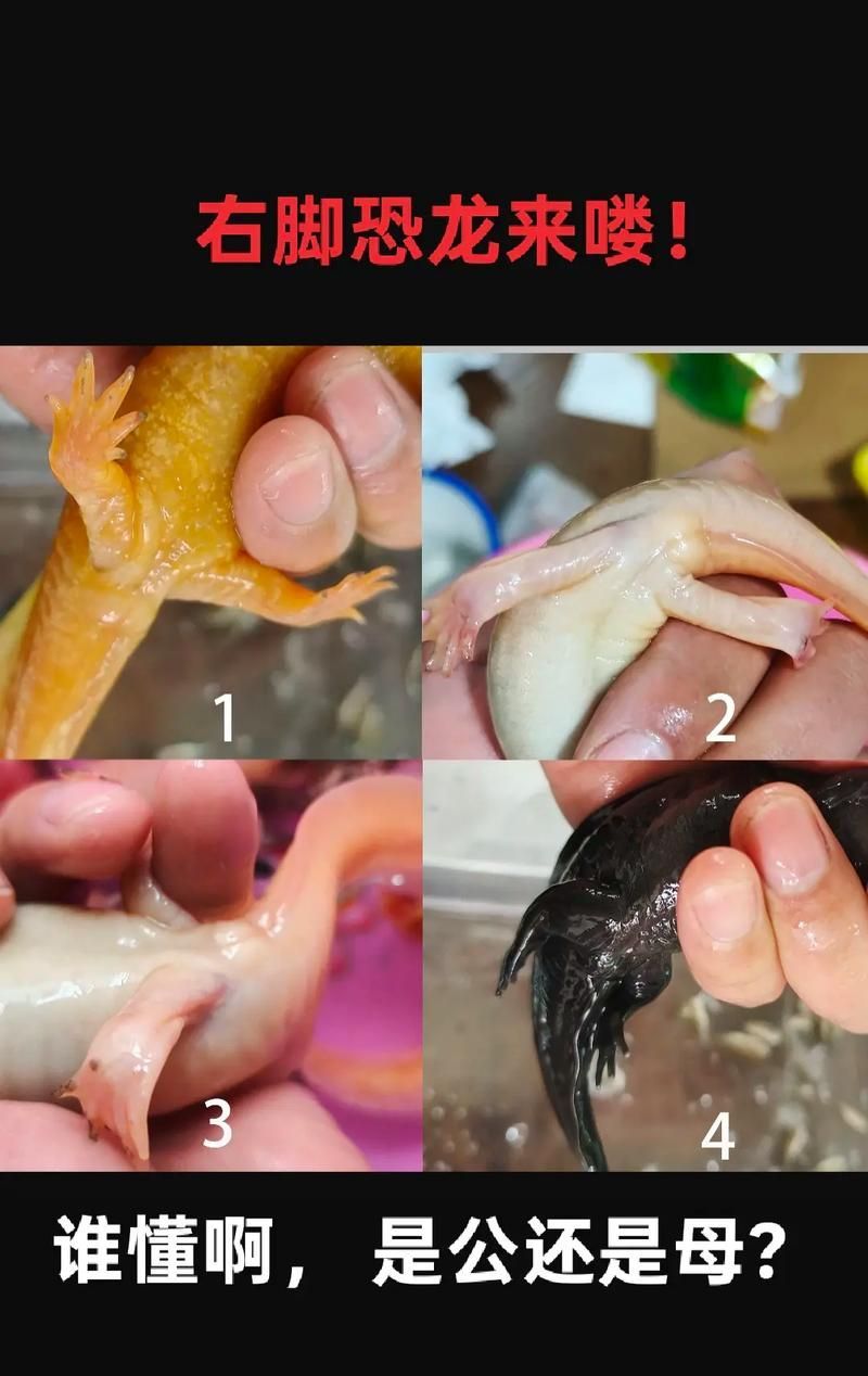 能否提供六角恐龍的生長周期圖，六角恐龍的生長周期圖