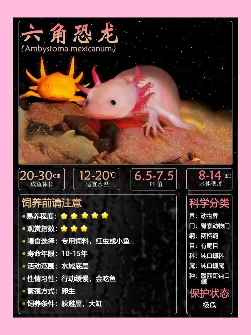 能否提供六角恐龍的生長周期圖，六角恐龍的生長周期圖