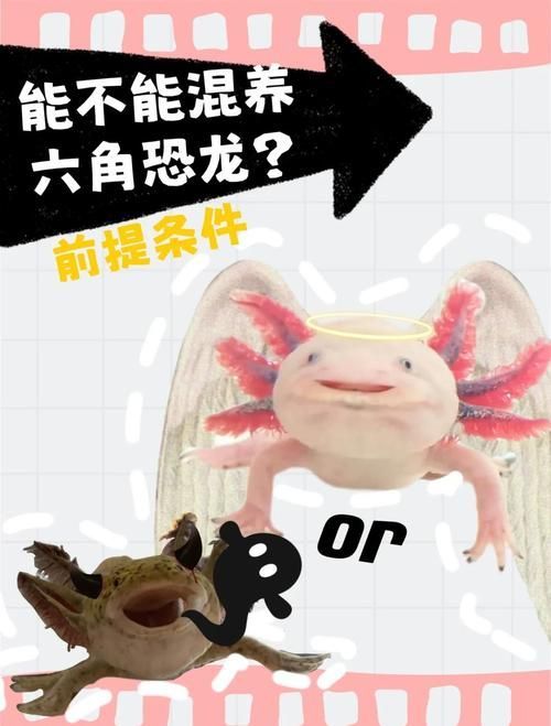 能否提供六角恐龍的生長周期圖，六角恐龍的生長周期圖