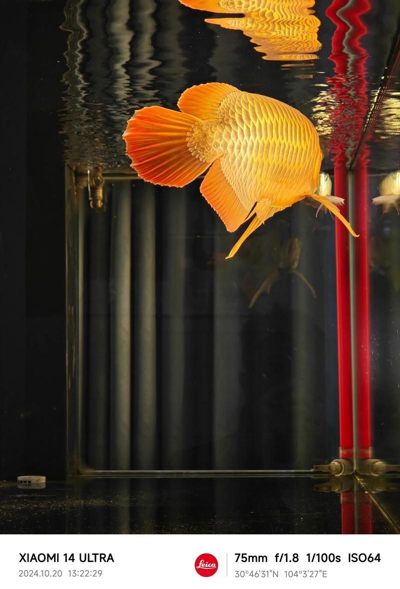 紅龍魚中哪個品種最有收藏價值，紅龍魚中哪個品種最有收藏價值，紅龍魚的收藏價值