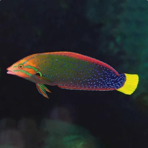 大港龍魚的市場價格波動大嗎？，“大港龍魚市場價格波動大嗎，大港龍魚價格波動大嗎