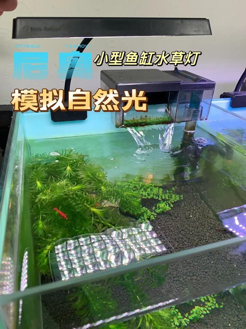 如何改善魚缸的光照條件？