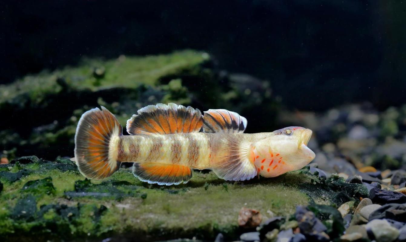 赤焰中國虎魚的市場價格