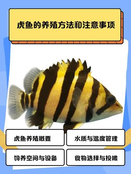 赤焰中國虎魚的市場價格