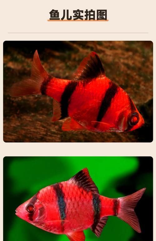 赤焰中國虎魚的市場價格