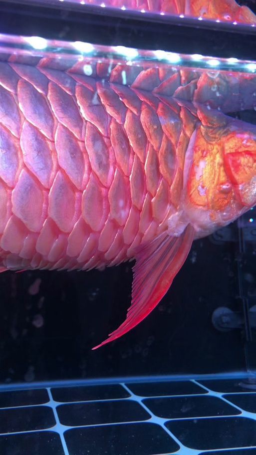 如何判斷龍魚(yú)是否感染炸鱗病？，————專(zhuān)業(yè)診斷龍魚(yú)是否感染炸鱗病