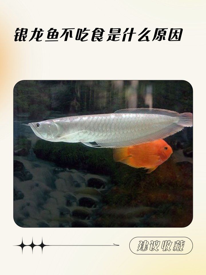 龍魚食欲不好需要換水嗎？，小周聊寵物，龍魚不吃食是什么原因