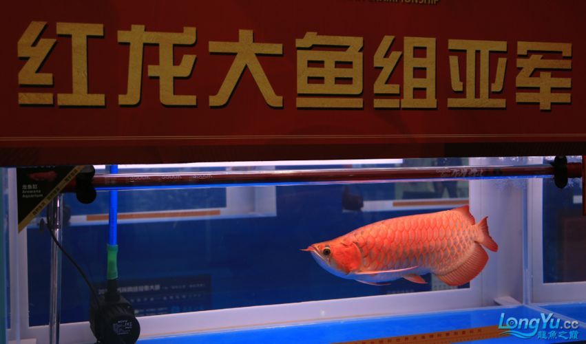 能提供一些長城杯龍魚大賽的精彩瞬間嗎？，長城杯冠軍魚特征是對比表