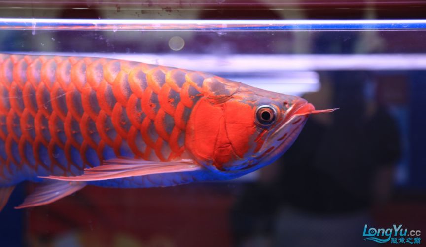 能提供一些長城杯龍魚大賽的精彩瞬間嗎？，長城杯冠軍魚特征是對比表
