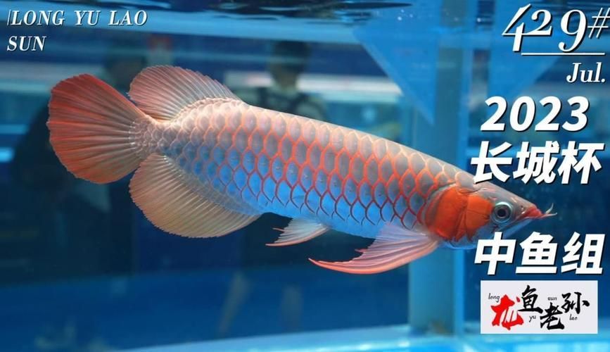 能提供一些長城杯龍魚大賽的精彩瞬間嗎？，長城杯冠軍魚特征是對比表