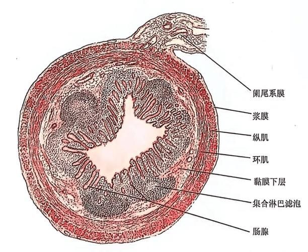 爛尾病有哪些治療方法