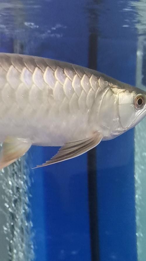 如何判斷龍魚魚鰭充血是否嚴重，如何判斷魚鰭充血的嚴重程度