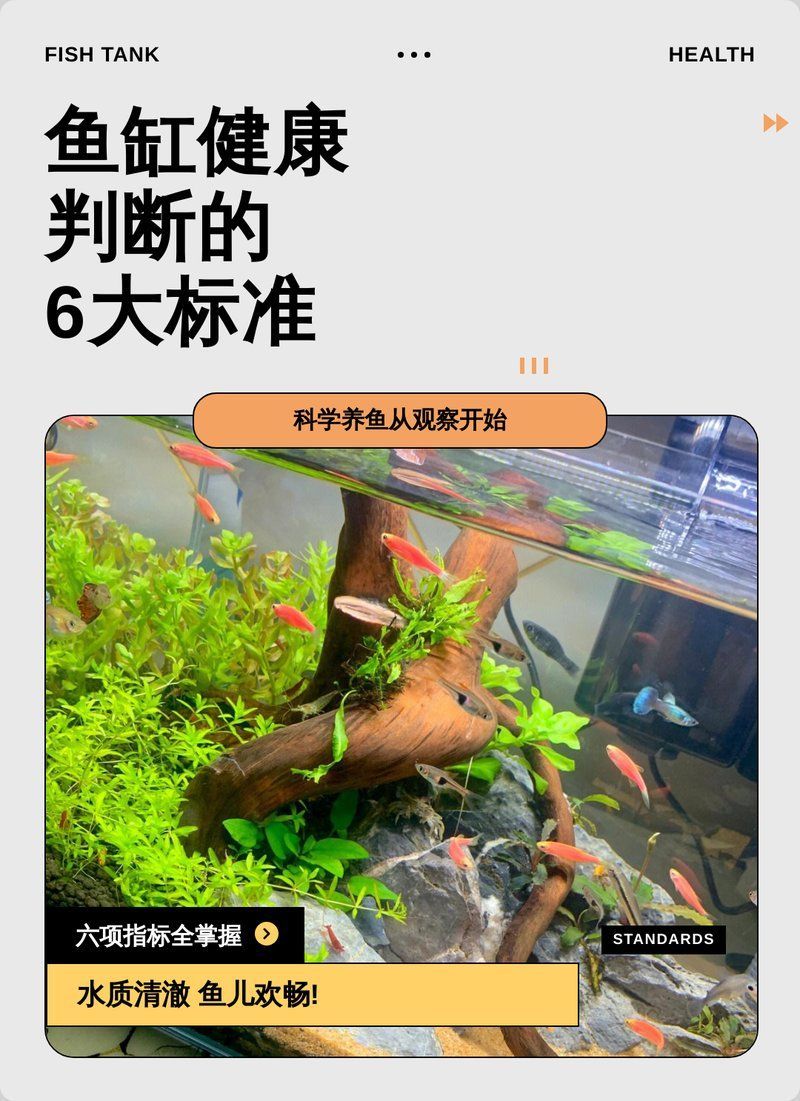 如何判斷魚群是否健康，判斷魚群是否健康是水產養殖中的重要環節，如何判斷魚群是否健康