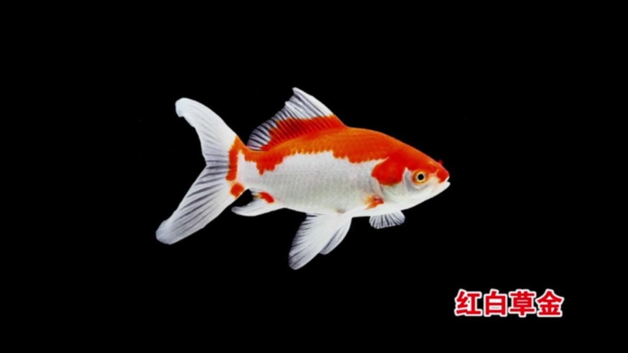 如何區分不同種類的觀賞魚，如何區分觀賞魚的種類