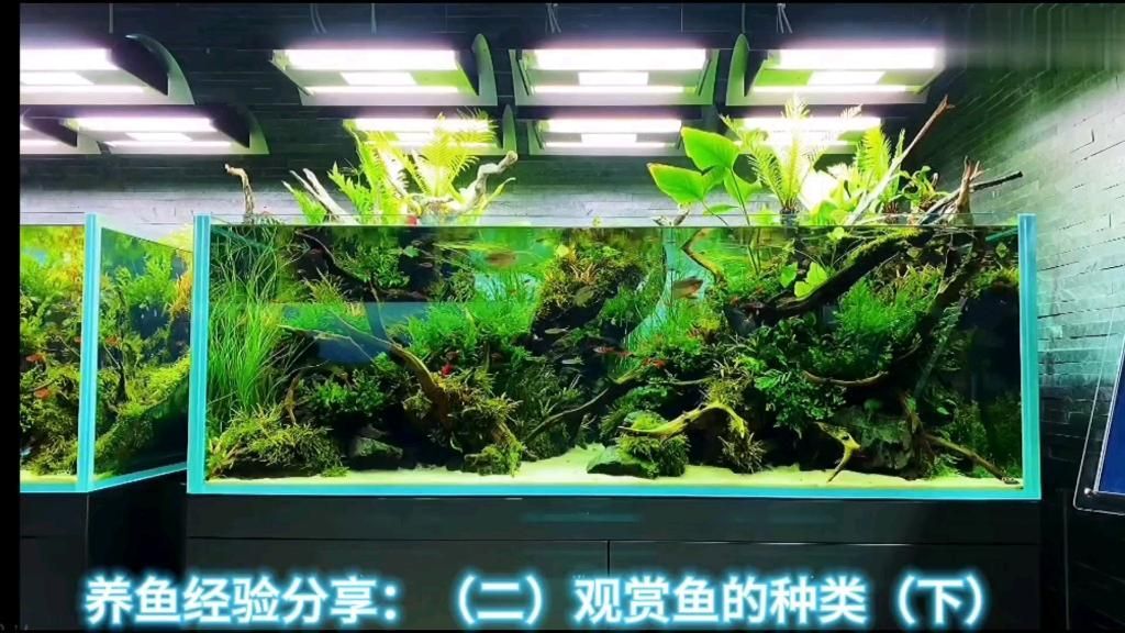 如何區分不同種類的觀賞魚，如何區分觀賞魚的種類