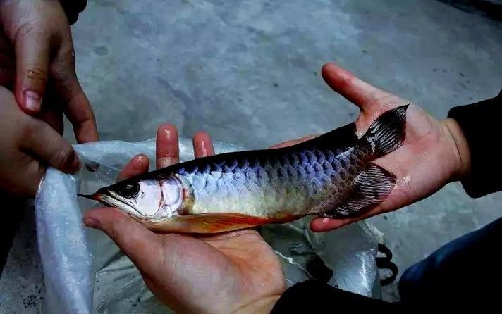 有哪些方法可以矯正龍魚胡須？，如何矯正龍魚胡須