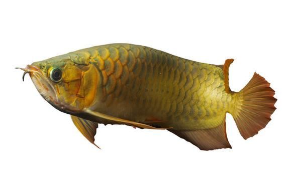 給我一些建寧龍魚的圖片，常見龍魚品種鑒別指南建寧龍魚有哪些獨特特征