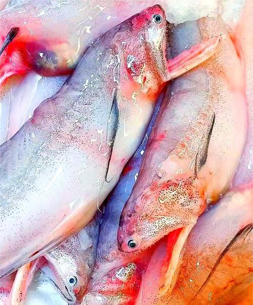 給我一些建寧龍魚的圖片，常見龍魚品種鑒別指南建寧龍魚有哪些獨特特征