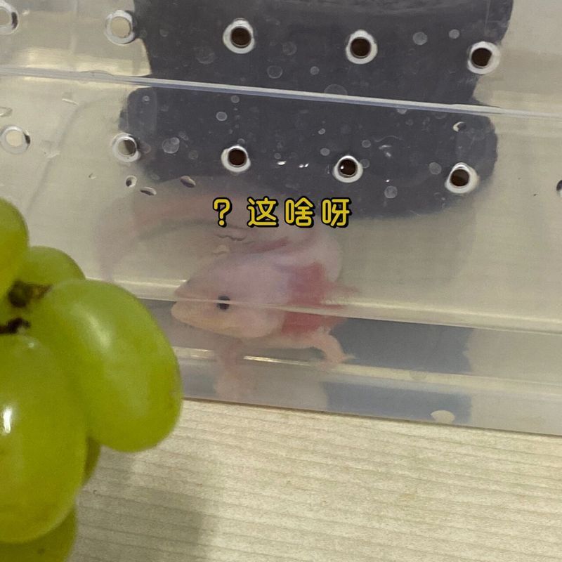 有哪些方法可以訓練六角恐龍魚，六角恐龍魚的訓練方法