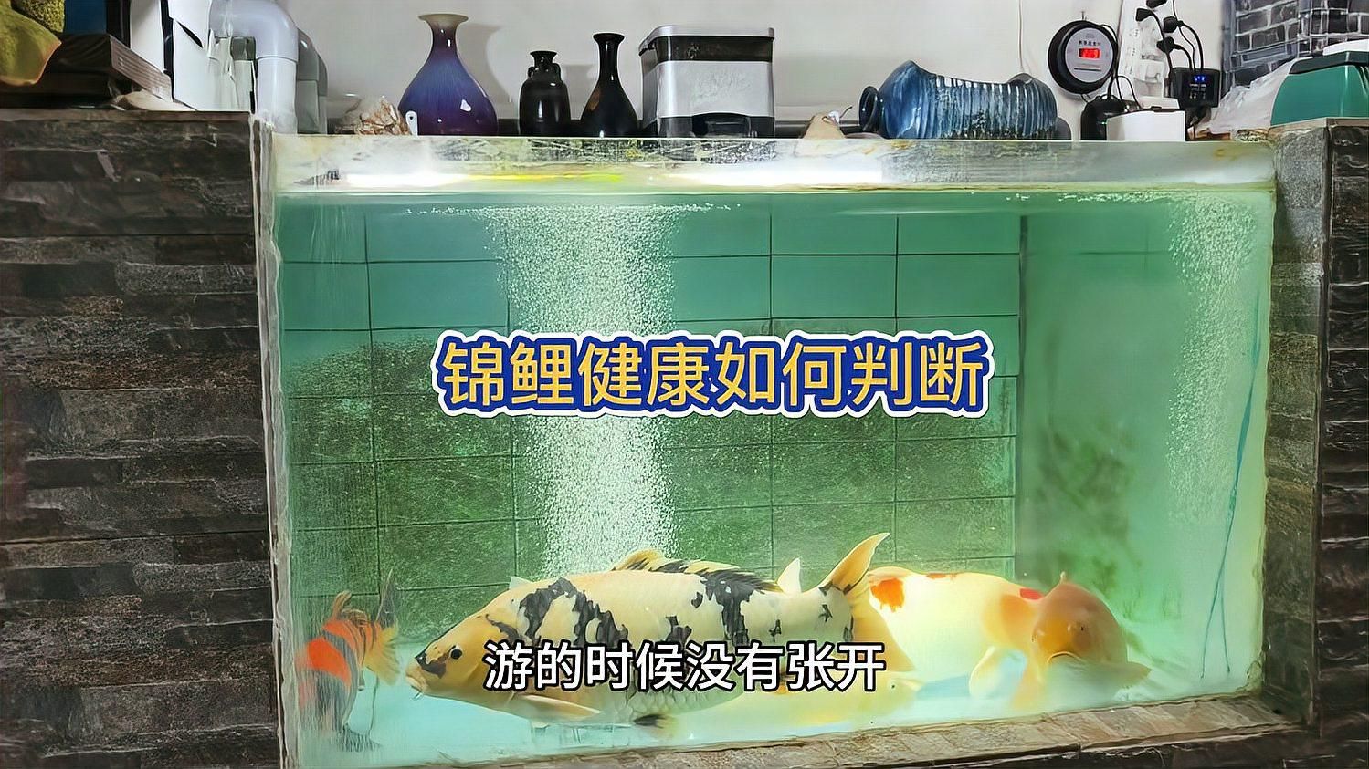 如何判斷錦鯉的健康狀況